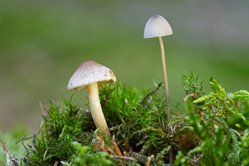 Pilz im Wald