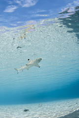 Obraz premium Blacktip reef shark carcharhinus melanopterus 01