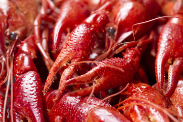 Red crayfish