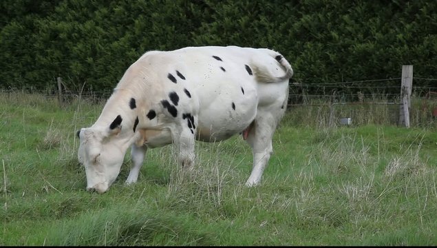 vache