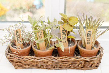 Cooking Spice Plants on Window Sill