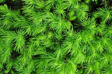pine background