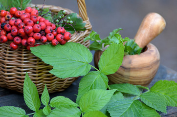 Kräuter Beeren Mörser Herbst