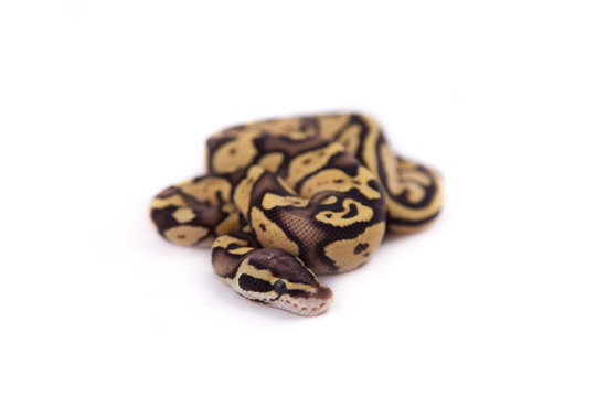 Baby Ball or Royal Python, Firefly morph, on white background