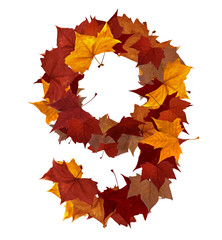 Number nine multicolored fall leaf composition isolated