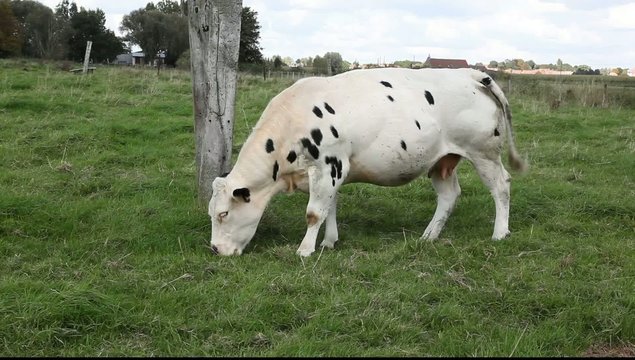 vache