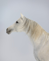 Obraz na płótnie Canvas white arab horse