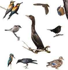 Set birds isolated on white backgrounds, textures