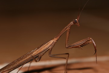 Mante religieuse (Mantis religiosa)