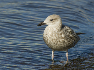 seagull