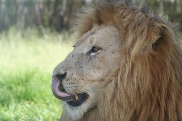 Lion finishing dinner