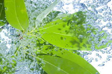 Sprig with leaf in water