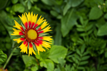 Yellow-red flower