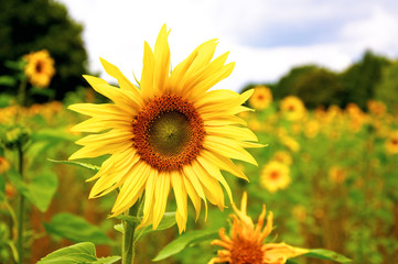 Sunflowers