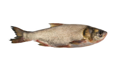 Silver carp fish isolated on white background