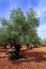 Ancient mediterranean olive trees from Majorca island