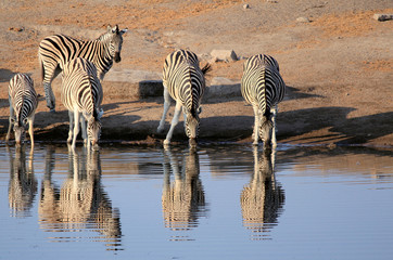 Fototapeta na wymiar Stado wody pitnej Burchell zebry w Etosha dzikiego parku
