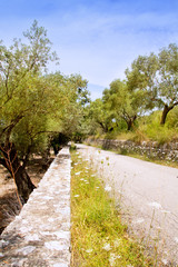 Mediterranean road with olive trees and wild carrot