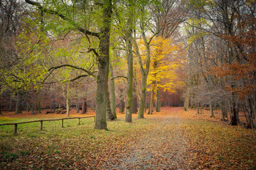 Autumn in the forest
