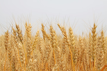 Fototapeta premium ripe wheat