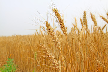 ripe wheat