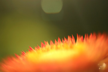 Strawflower