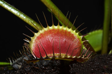 dionaea leaf portrait