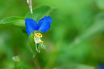 ツユクサの花のアップ