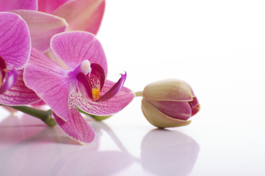 Pink Flowers Orchid