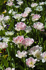 White-pink tulips