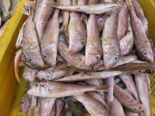 fish on the market