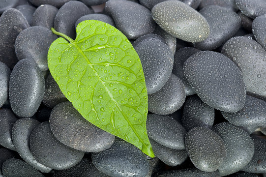 Rock and leaf