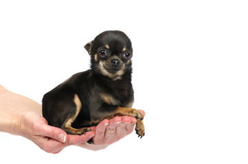 Mini chihuahua dog in woman hands