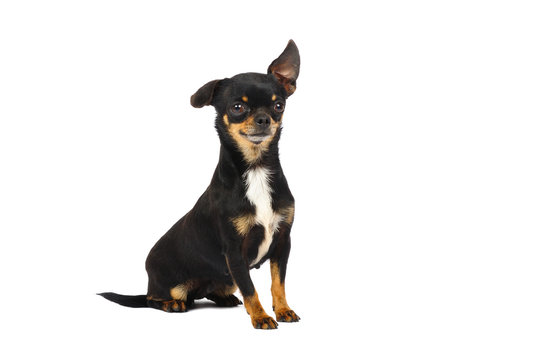 Chihuahua dog in studio in front of a white background
