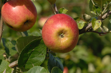 pomme belle de boskoop rouge