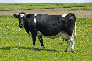 Fototapeta premium Cow