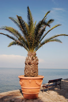 Palm Tree In A Container On A Boardway