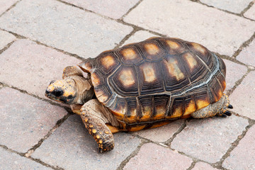 Tortoise meandering across pavement