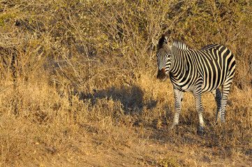 zèbre, kruger park