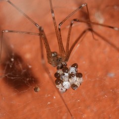 oeuf d'araignée
