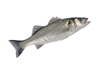 Sea Bass Fish