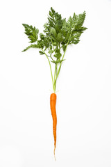 Single carrot