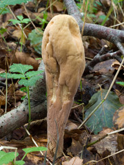 Giant club under beech