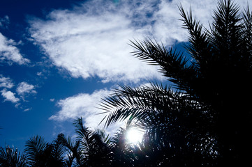 Tropical Palm with the blue sky