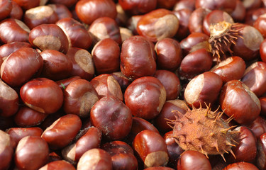 Eine Sammlung von Kastanien