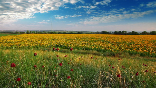 field of sunflowers on a background cloudy sky