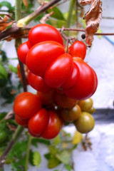 Mutierte Tomaten