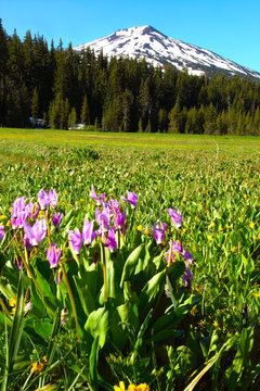 Mt. Bachelor And Wildflowers