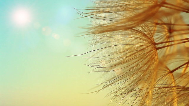 dandelion macro