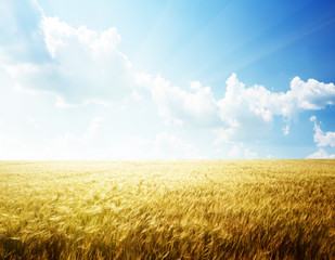 Naklejka premium field of barley and sunny day